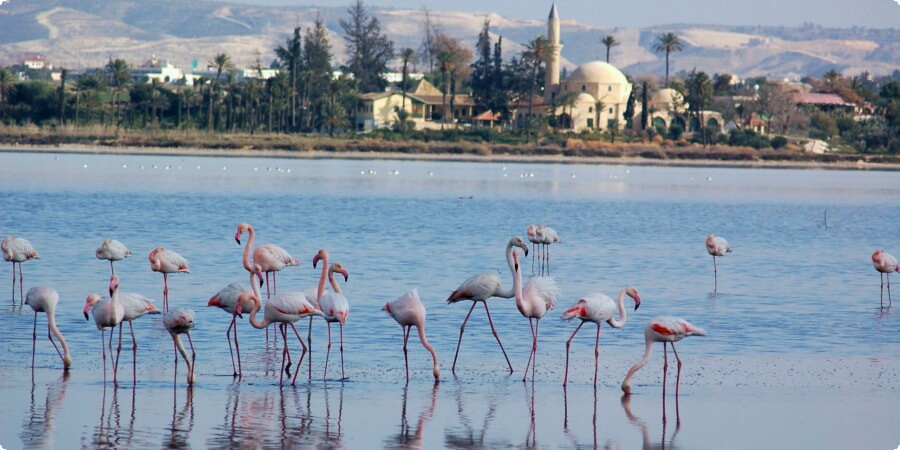 Exploring Larnaca